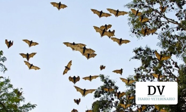 Descubren un nuevo virus influenza en murciélagos capaz de replicarse en pulmones humanos