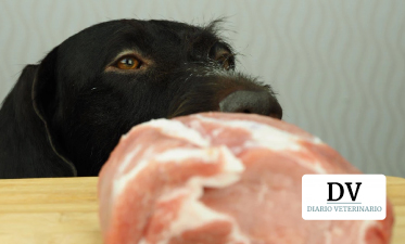 Dietas de carne cruda comercializadas en Europa pueden portar Salmonella y E. coli con resistencia antibiótica