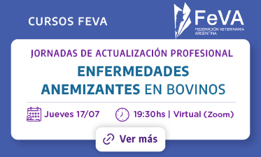 Cursos FEVA