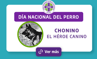 Chonino, el Héroe Canino